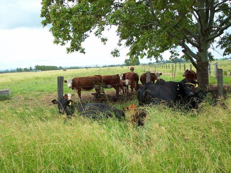 80 Strongs Road, Casino NSW 2470