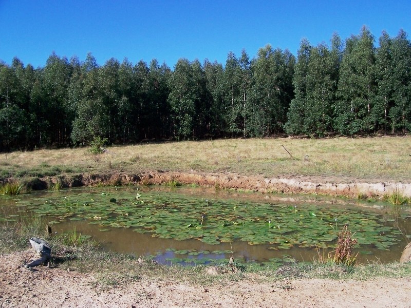 Ellangowan NSW 2470