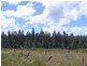Ellangowan NSW 2470