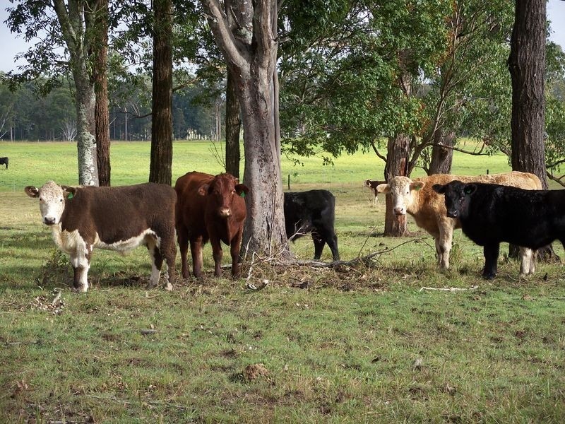 Lot 2 King’s Lane, Casino NSW 2470