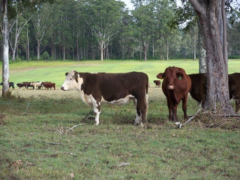 Lot 2 King’s Lane, Casino NSW 2470