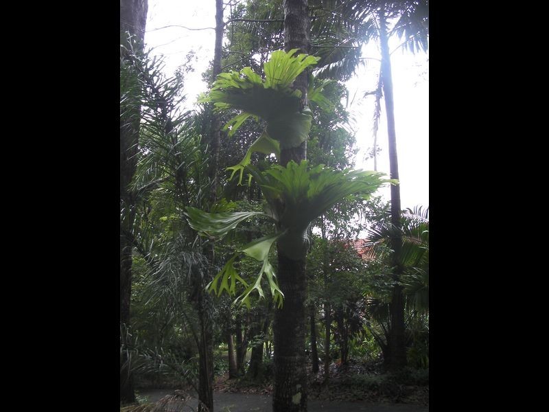 10 Mcintosh Road, Bentley NSW 2480