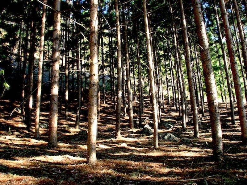 181 Lindsay Road, Bentley NSW 2480