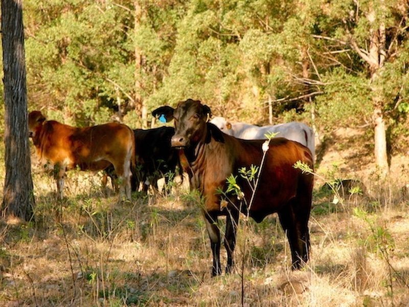 181 Lindsay Road, Bentley NSW 2480