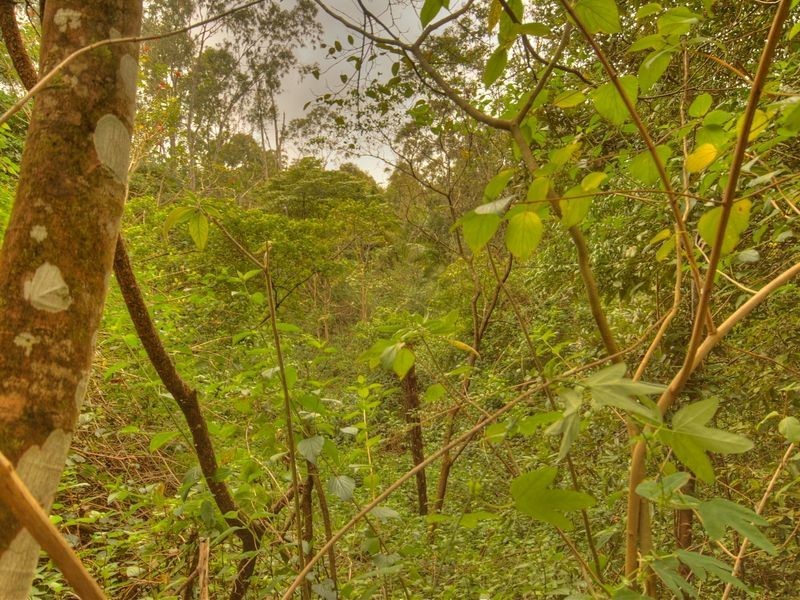 17 Byrne Road, Rosebank NSW 2480