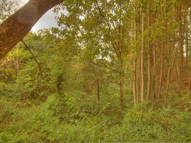 17 Byrne Road, Rosebank NSW 2480