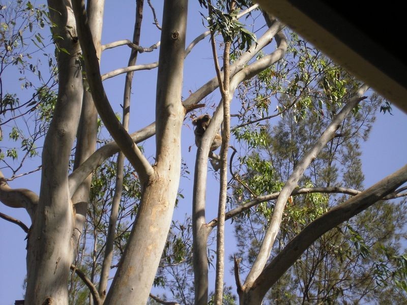 874 Terania Creek Road, The Channon NSW 2480