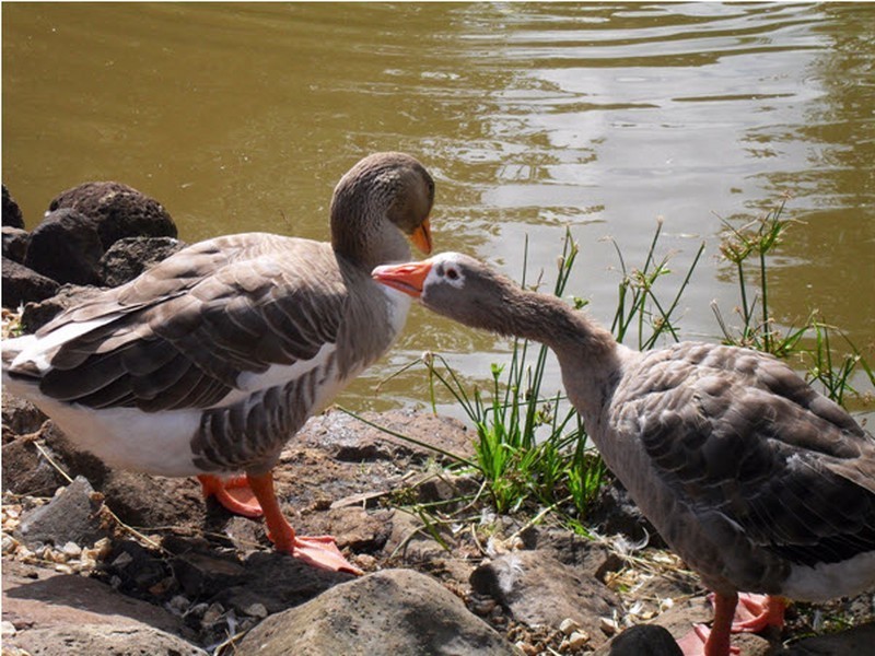 23 Whispering Valley Drive, Richmond Hill NSW 2480