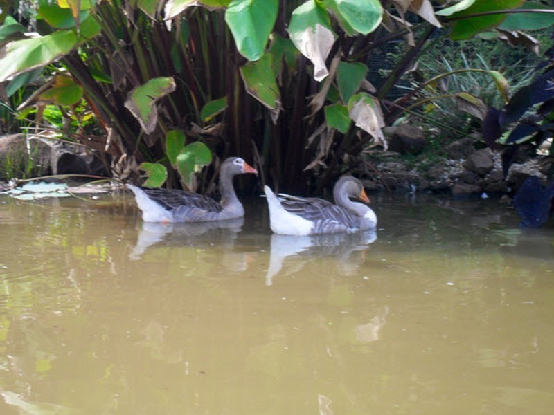 23 Whispering Valley Drive, Richmond Hill NSW 2480