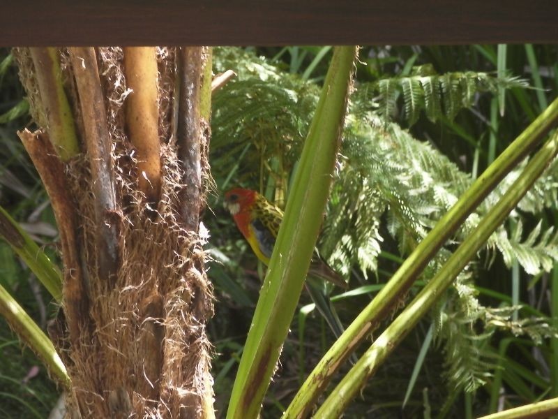 10 Mcintosh Road, Bentley NSW 2480