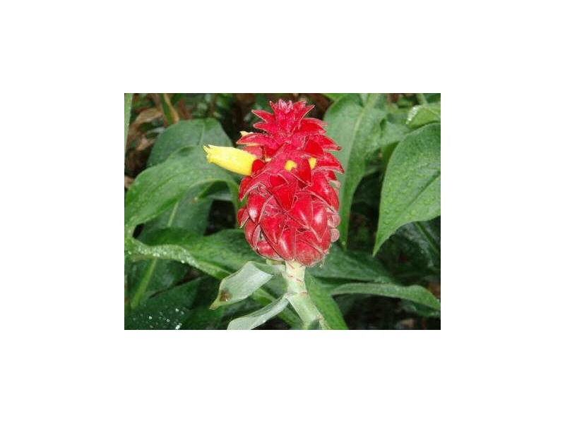 Brunswick Heads NSW 2483