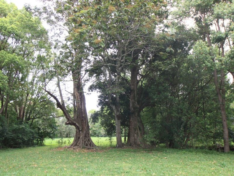 578 The Pocket Road, The Pocket NSW 2483