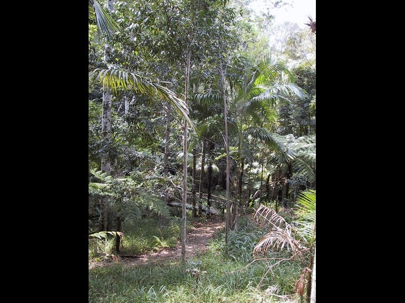 126 Harwood Road, Burringbar NSW 2483