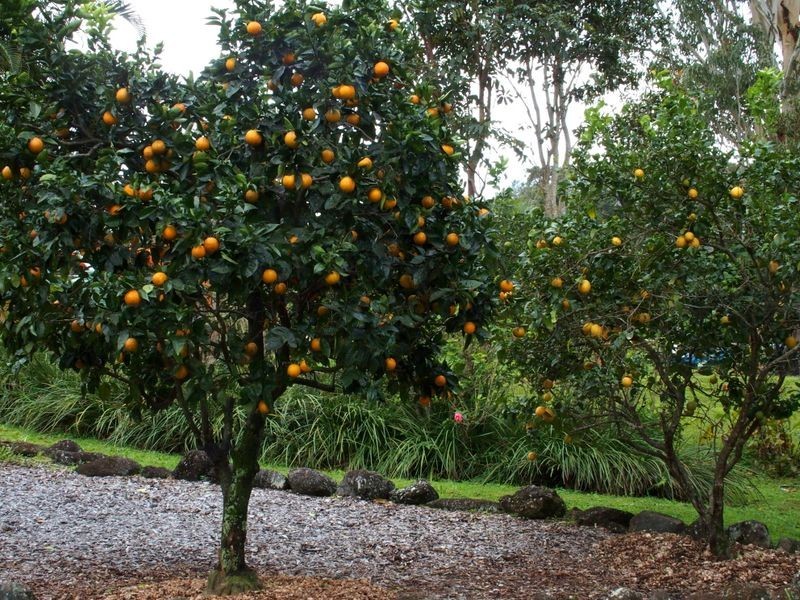 2a Possum Wood Place, Mullumbimby NSW 2482