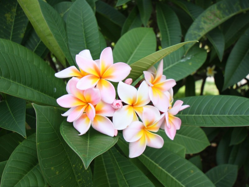 0 Elizabeth Avenue, South Golden Beach NSW 2483