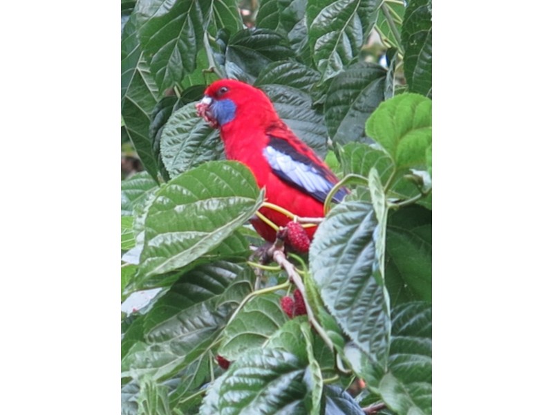 79 Mill Road, Huonbrook NSW 2482