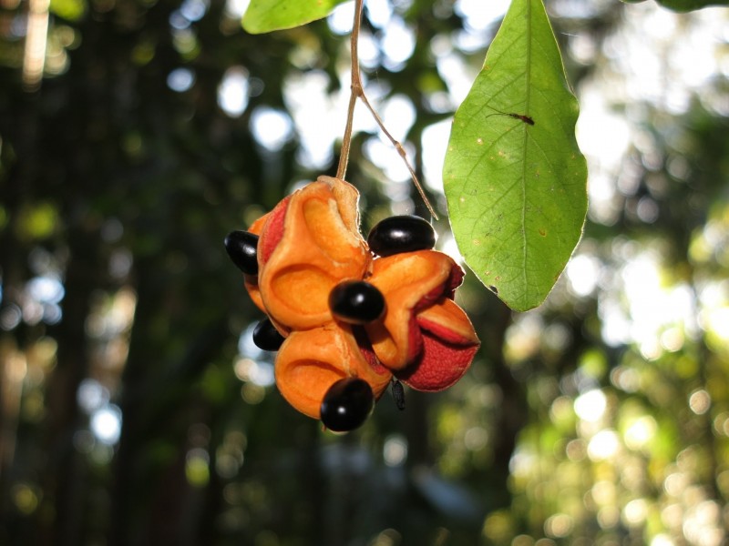 79 Mill Road, Huonbrook NSW 2482