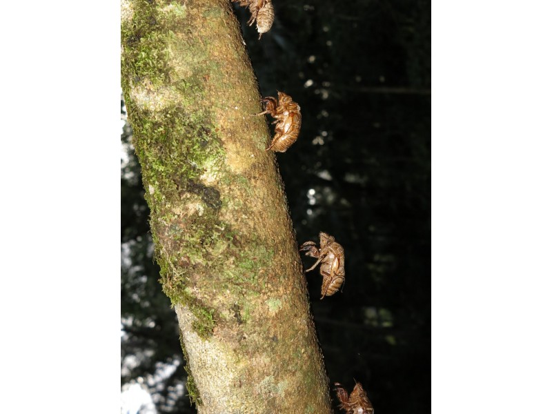 79 Mill Road, Huonbrook NSW 2482