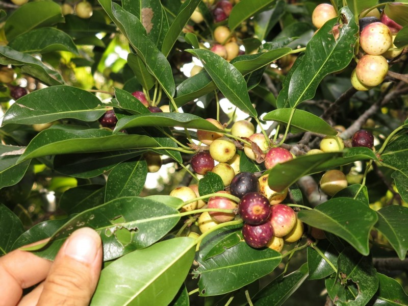 79 Mill Road, Huonbrook NSW 2482