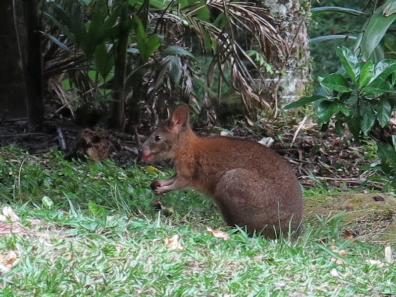 79 Mill Road, Huonbrook NSW 2482