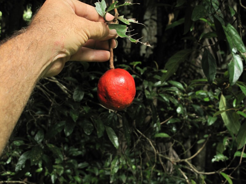 79 Mill Road, Huonbrook NSW 2482