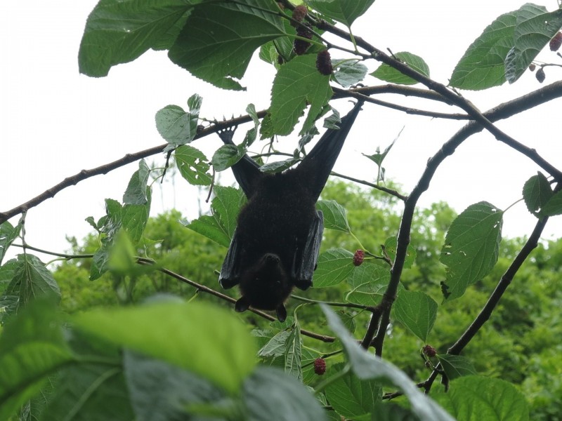 79 Mill Road, Huonbrook NSW 2482