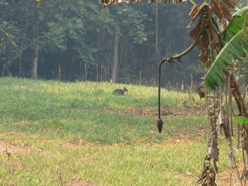 79 Mill Road, Huonbrook NSW 2482