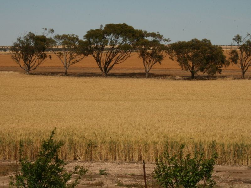 13 Douglas Court, Tiddy Widdy Beach SA 5571