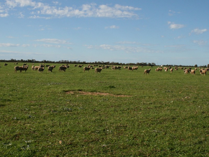 Lot 16 Bublacowie Road, Yorketown SA 5576