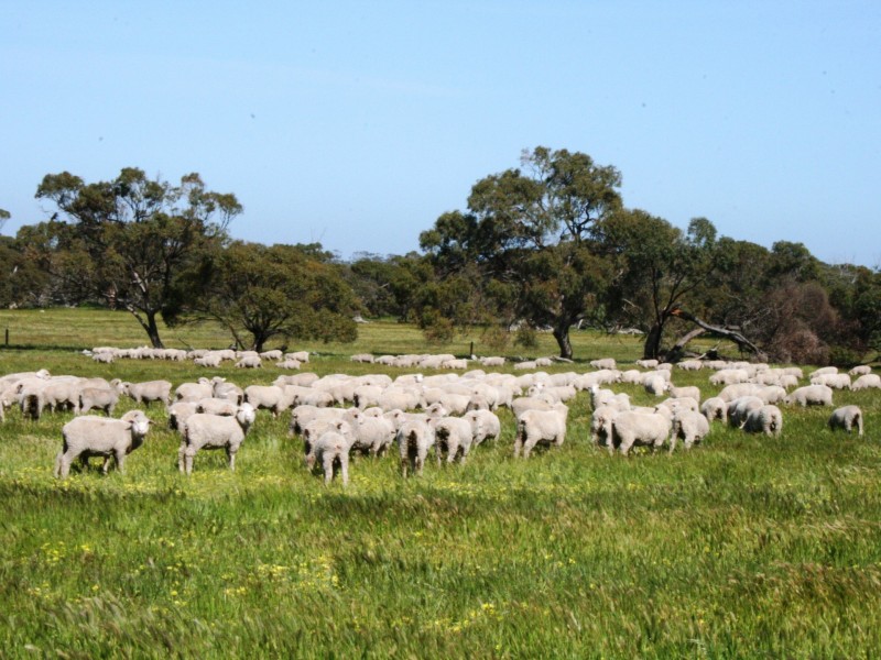 Lot 16 Bublacowie Road, Yorketown SA 5576