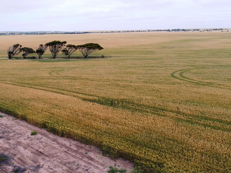 3 Douglas Court, Tiddy Widdy Beach SA 5571