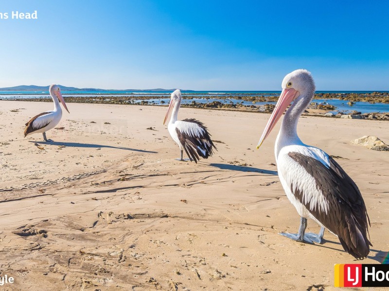 41 Ocean Road, Brooms Head NSW 2463