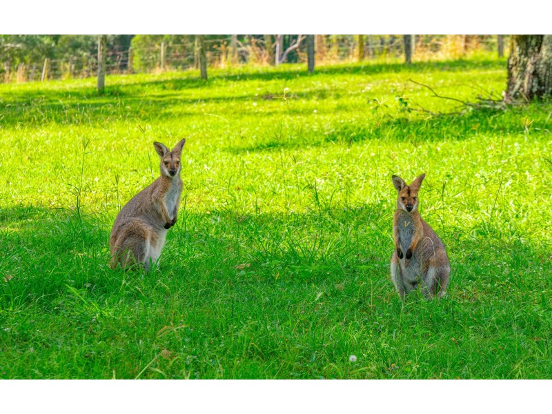 10 Sunset Close, Ashby NSW 2463