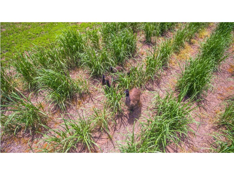 Lot 1 Byrons Lane, Tyndale NSW 2460