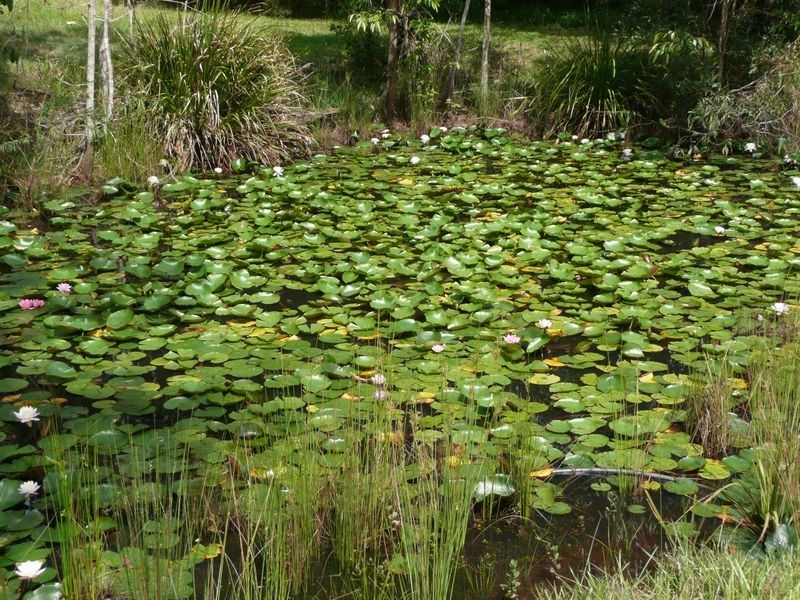 Lot 10 Patemans Road, Ashby NSW 2463