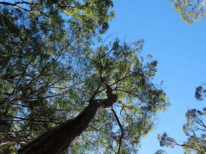 190 Crisp Drive, Ashby NSW 2463