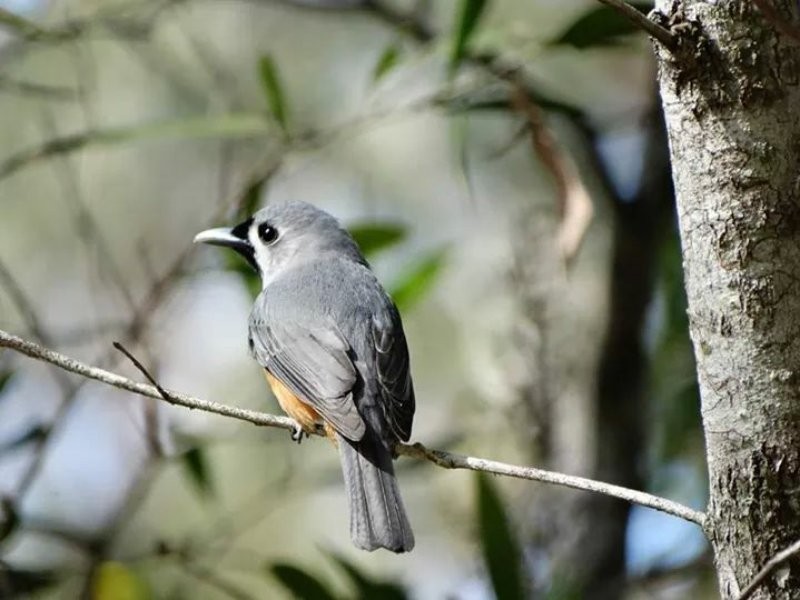 190 Crisp Drive, Ashby NSW 2463