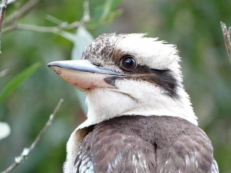 190 Crisp Drive, Ashby NSW 2463