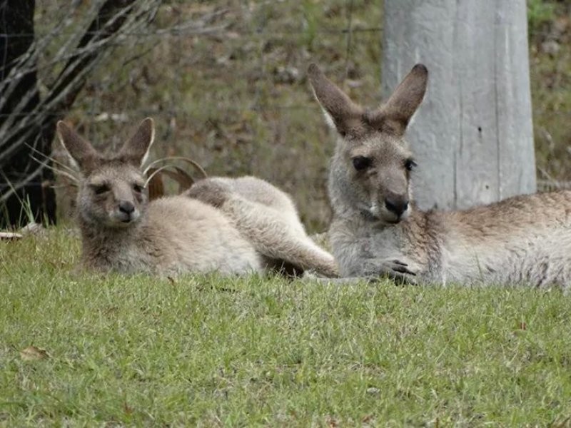 190 Crisp Drive, Ashby NSW 2463