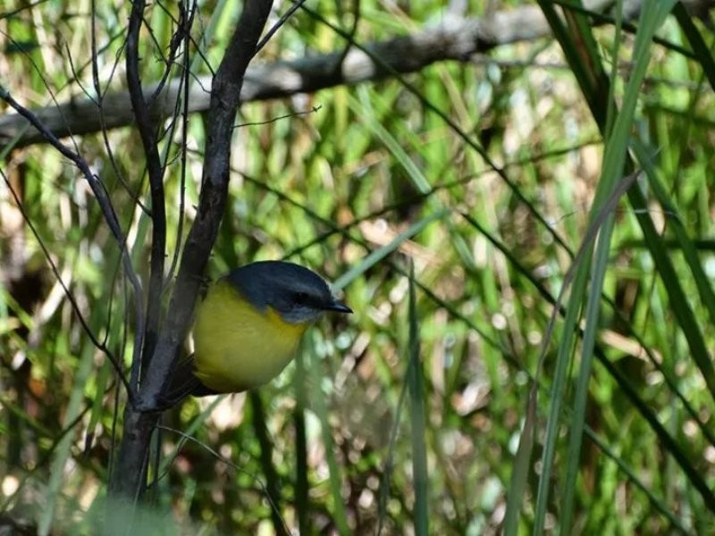 190 Crisp Drive, Ashby NSW 2463