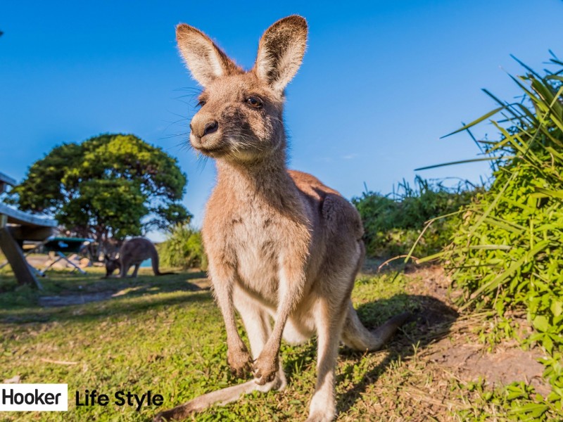 6 Baumea Street, Brooms Head NSW 2463