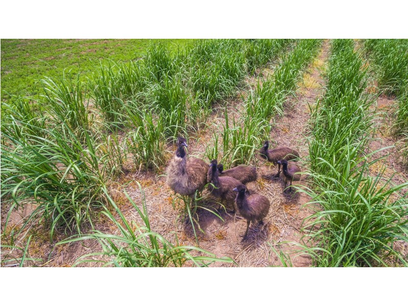 Lot 2 Byrons Lane, Tyndale NSW 2460