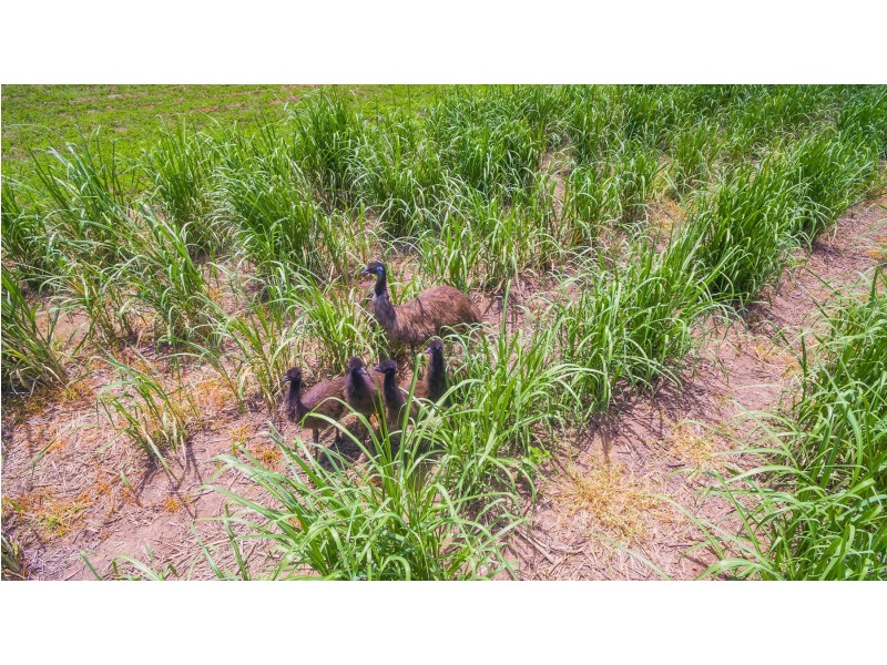 Lot 2 Byrons Lane, Tyndale NSW 2460