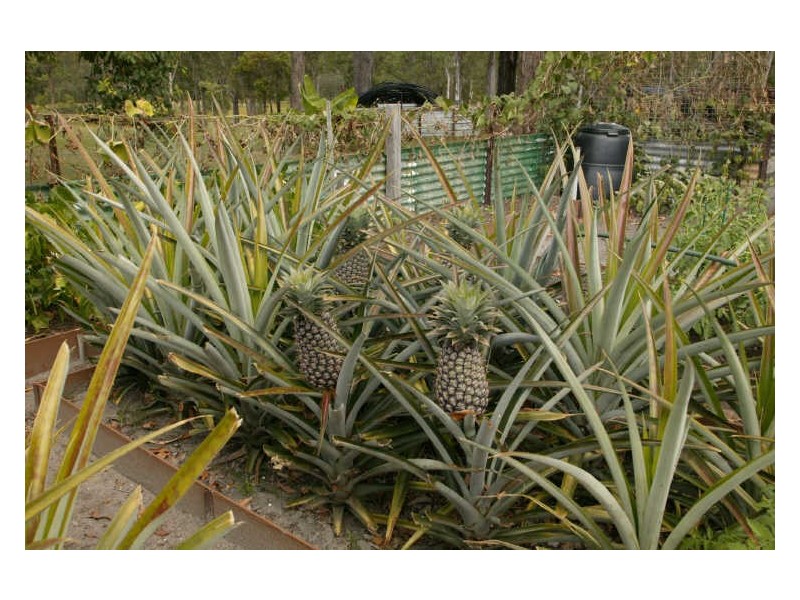 208 Gardiners Road, James Creek NSW 2463