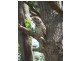 Gulmarrad NSW 2463