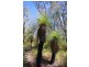 Lot 27 Grasstree Drive, Taloumbi NSW 2463
