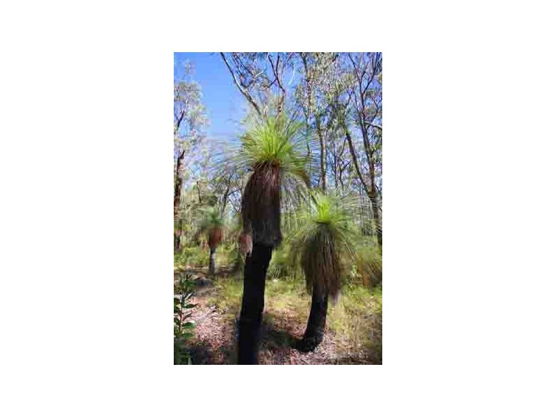 Lot 27 Grasstree Drive, Taloumbi NSW 2463