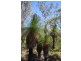 Taloumbi NSW 2463