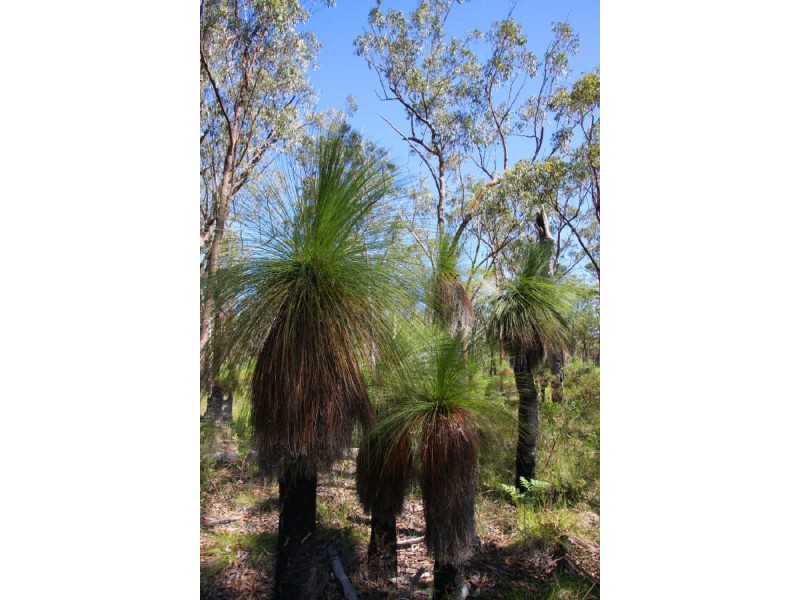 Taloumbi NSW 2463