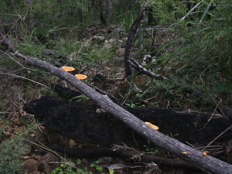 48 Towers Road, Lawrence NSW 2460